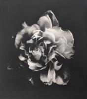 The Rose is Fair by Rosalind Pritchard