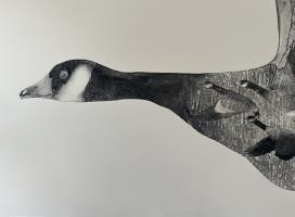 In the heart of the flock - additional view