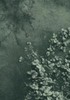 Water Starwort I - additional view