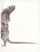I smell a rat... by Mandie Curran