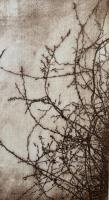 Overlooked Country II by Claire Hankey
