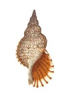 Charonia tritonis by Robert Lu