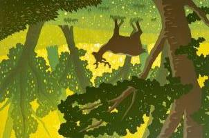 Lost Woods by Sian Hulse