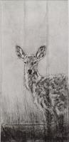 Deer by Kate Alger