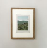 Wild Goats on Windy Gyle - additional view