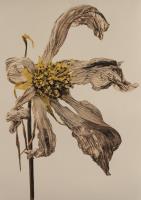Wilted Cosmos by Mark Amos