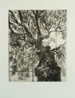 The Old Oak Look Up by Ky Lewis