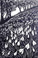 Snowdrop Wood by Jo Biggadike