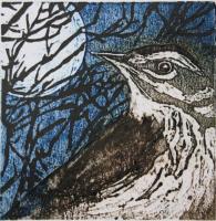 Thrush by SUE BROWN