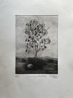 Juvenile Gum (Bronte Park, Tasmania) by Olivia Moroney