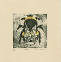 Bombus Terrestris by Gini Wade