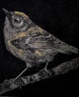 Goldcrest by Stefanie Smith