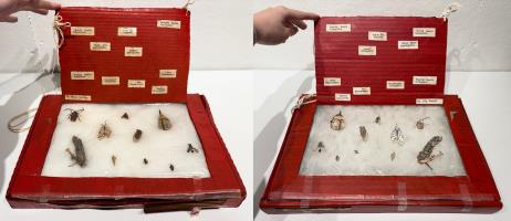 Learning How To Pin Bugs - additional view