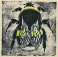 Bombus Terrestris - additional view