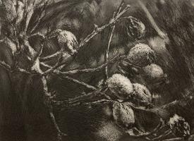 Rose Hips in the Frost. by David Sully