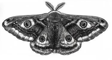 Saturnia pavonia by Jillian Bain Christie