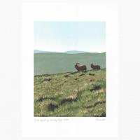 Wild Goats on Windy Gyle by Kate Miller