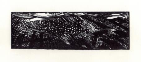 Whale Shark by Jo Burton