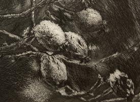 Rose Hips in the Frost. - additional view