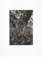 Winter Chestnut - additional view