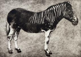The Last Quagga, Extinct 1883 by Faith Chevannes