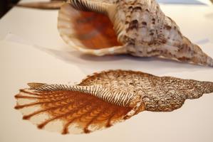 Charonia tritonis - additional view