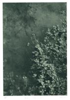 Water Starwort I by Nikki Grange