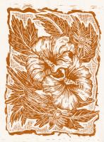 Hibiscus: I didn't know these could grow here by Ashley Knowles