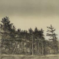 Deception Pass Grove II by Rebecca Strabo