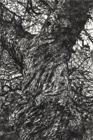 Winter Chestnut by Fiona Hamilton